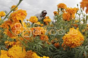 CORTE FLOR DE MUERTO