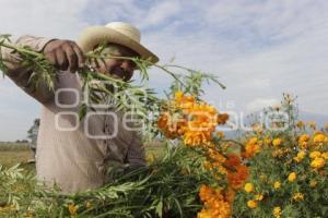 CORTE FLOR DE MUERTO