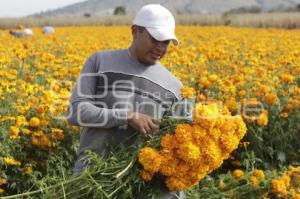 CORTE FLOR DE MUERTO