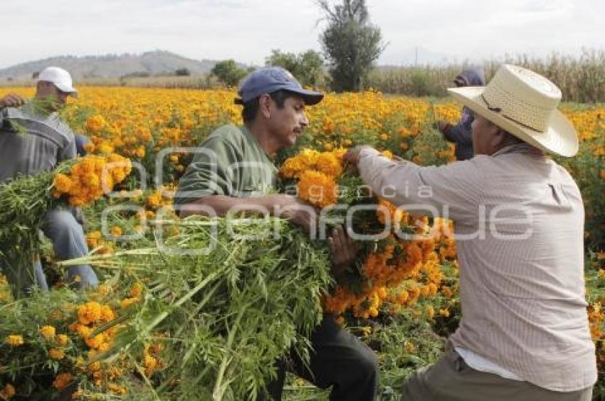 CORTE FLOR DE MUERTO