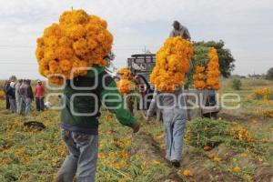 CORTE FLOR DE MUERTO