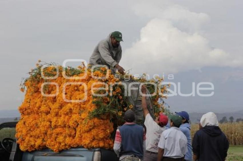 CORTE FLOR DE MUERTO