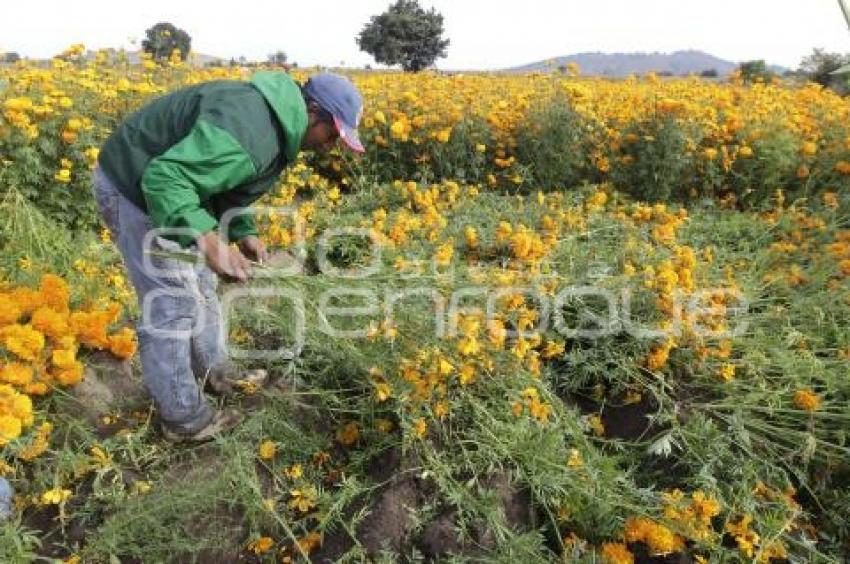 CORTE FLOR DE MUERTO