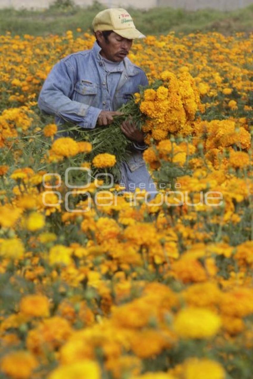 CORTE FLOR DE MUERTO