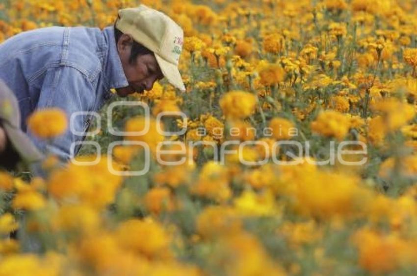 CORTE FLOR DE MUERTO