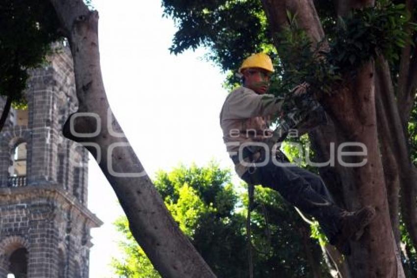 PODA DE ÁRBOLES