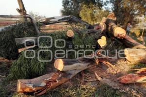 ÁRBOL CAE SOBRE AUTO