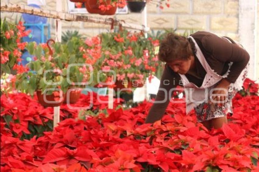 FLOR DE NOCHEBUENA.VIVEROS ATLIXCO