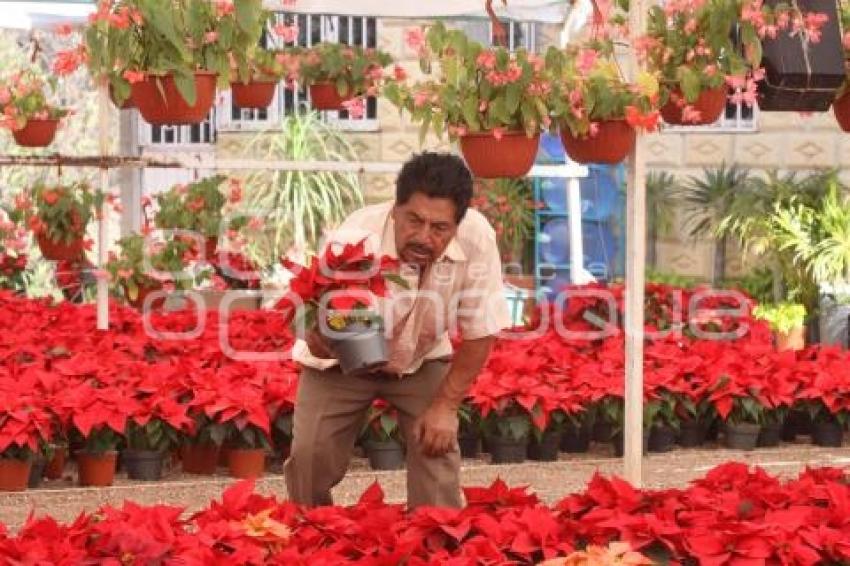 FLOR DE NOCHEBUENA.VIVEROS ATLIXCO