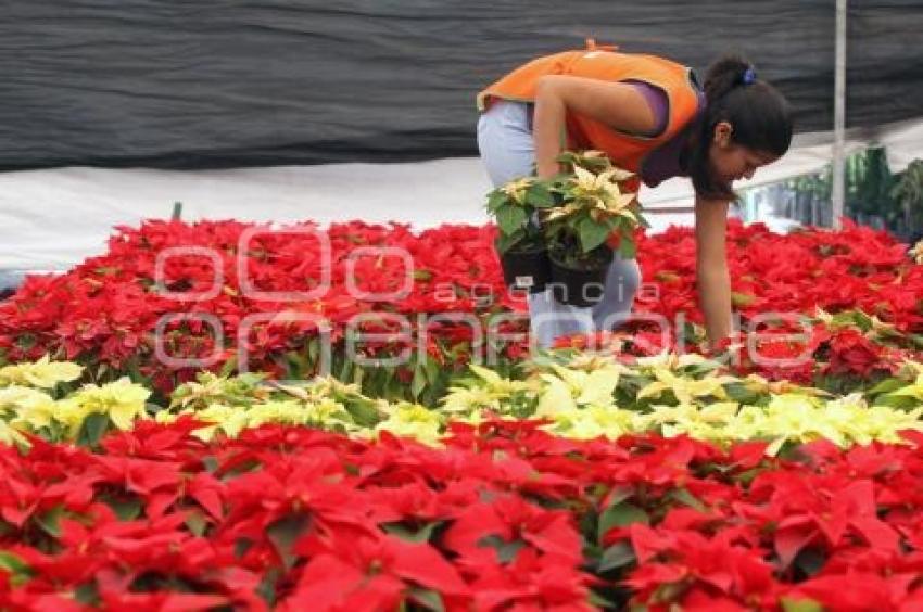 FLOR DE NOCHEBUENA.VIVEROS ATLIXCO