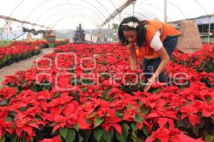 FLOR DE NOCHEBUENA.VIVEROS ATLIXCO