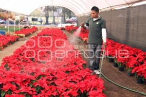 FLOR DE NOCHEBUENA.VIVEROS ATLIXCO