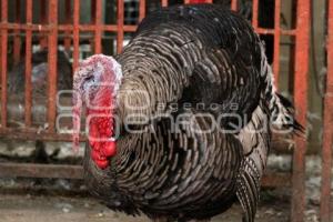 CENA NAVIDEÑA. PAVO