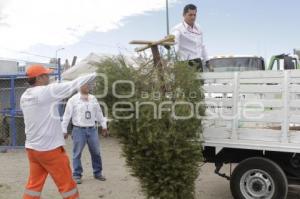 RECICLADO DE ÁRBOLES DE NAVIDAD