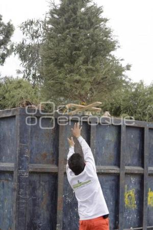 RECICLADO DE ÁRBOLES DE NAVIDAD