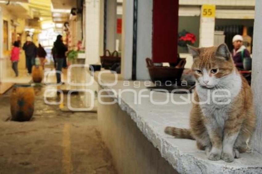 MODERNIZACIÓN DE MERCADOS. AMALUCAN
