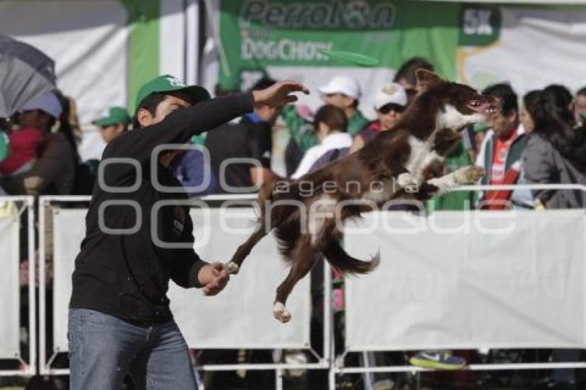 PERROTÓN 2013