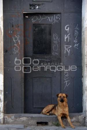 DÍA INTERNACIONAL DEL PERRO CALLEJERO