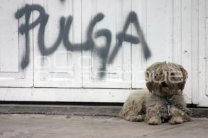 DÍA INTERNACIONAL DEL PERRO CALLEJERO