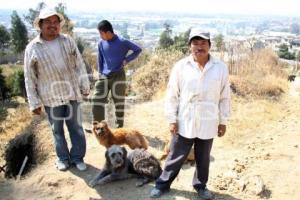 DÍA INTERNACIONAL DEL PERRO CALLEJERO