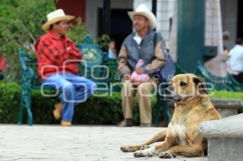 DÍA INTERNACIONAL DEL PERRO CALLEJERO