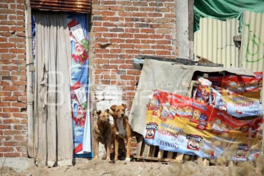 DÍA INTERNACIONAL DEL PERRO CALLEJERO