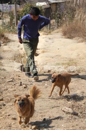 DÍA INTERNACIONAL DEL PERRO CALLEJERO