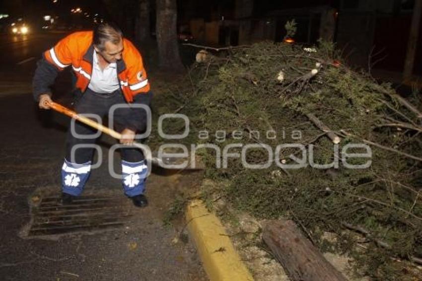 CAE ARBOL EN BOULEVARD SAN FELIPE