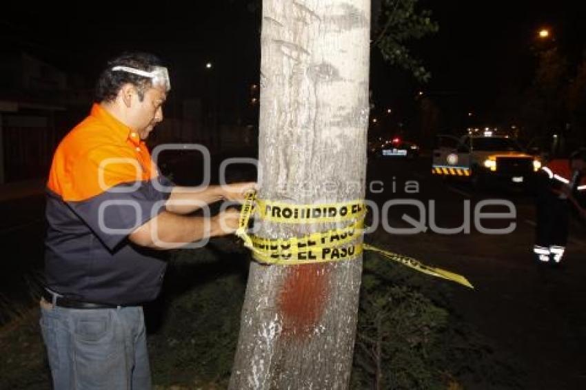 CAE ARBOL EN BOULEVARD SAN FELIPE