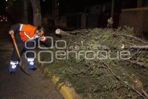 CAE ARBOL EN BOULEVARD SAN FELIPE