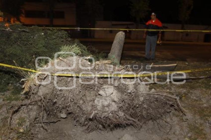 CAE ARBOL EN BOULEVARD SAN FELIPE