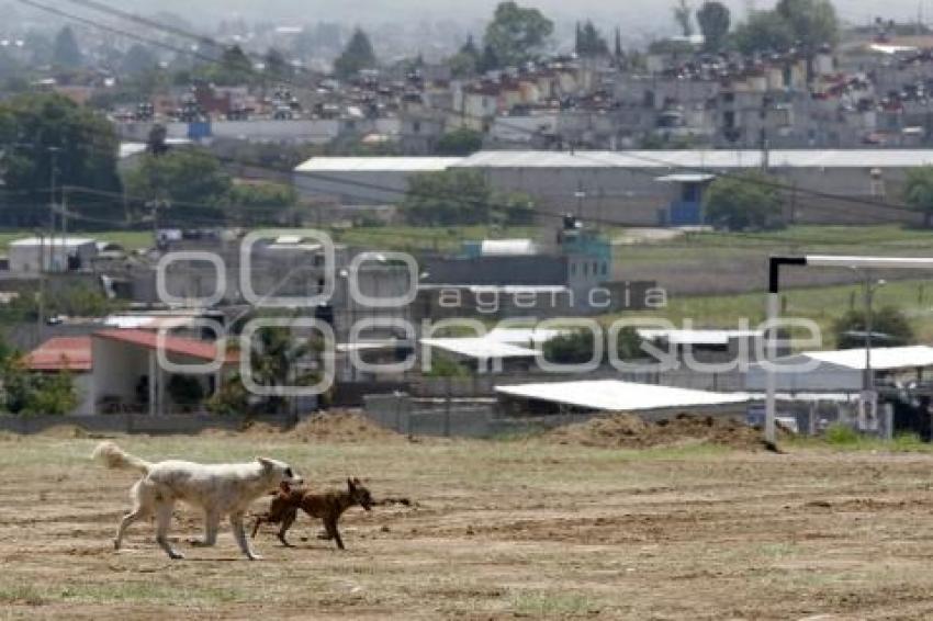 PERROS CALLEJEROS