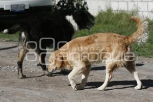 PERROS CALLEJEROS