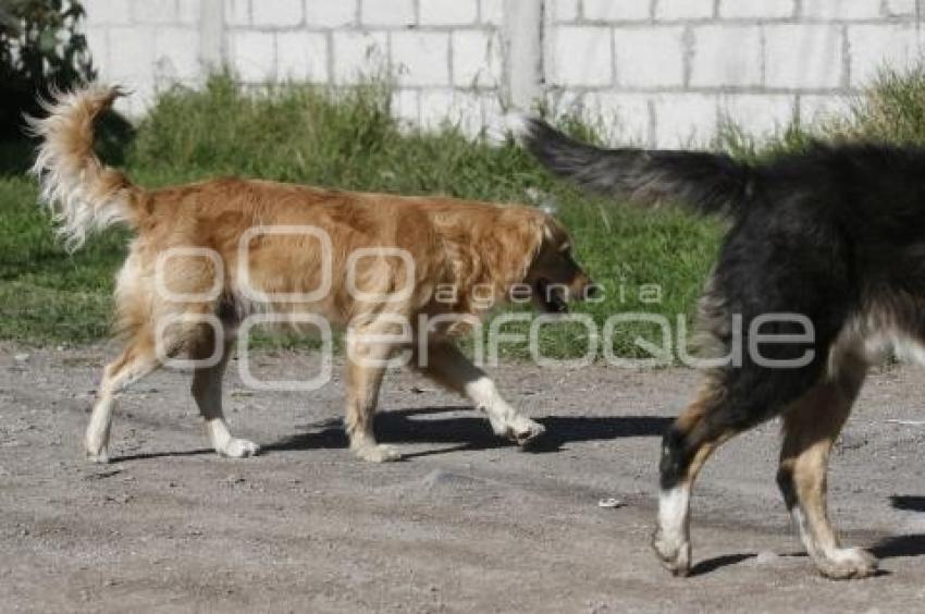 PERROS CALLEJEROS