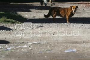 PERROS CALLEJEROS