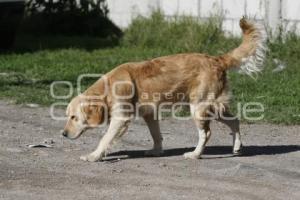 PERROS CALLEJEROS