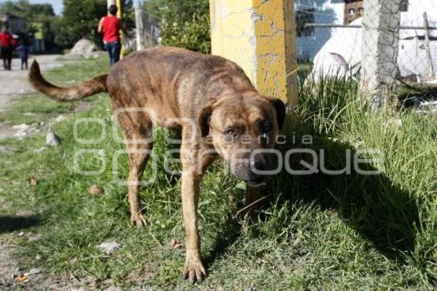 PERROS CALLEJEROS