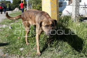 PERROS CALLEJEROS