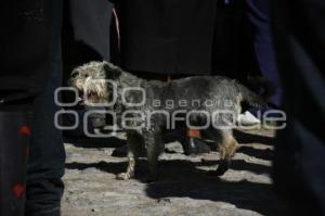 PERROS CALLEJEROS