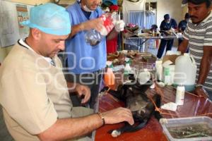 JORNADA DE ESTERILIZACIÓN ANIMAL