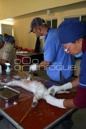 JORNADA DE ESTERILIZACIÓN ANIMAL