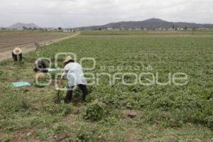 COSECHA DE CILANTRO