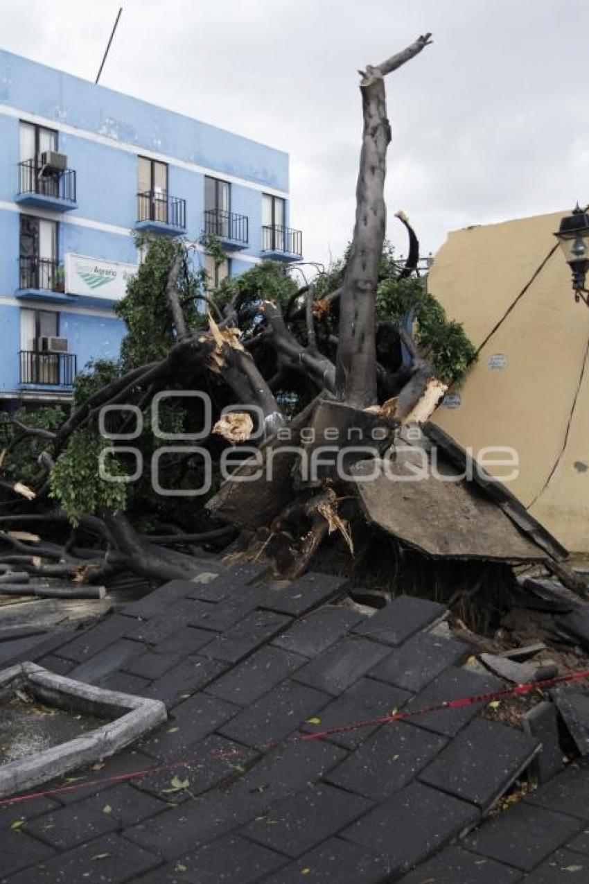 CAE ÁRBOL EN LA 13 NORTE