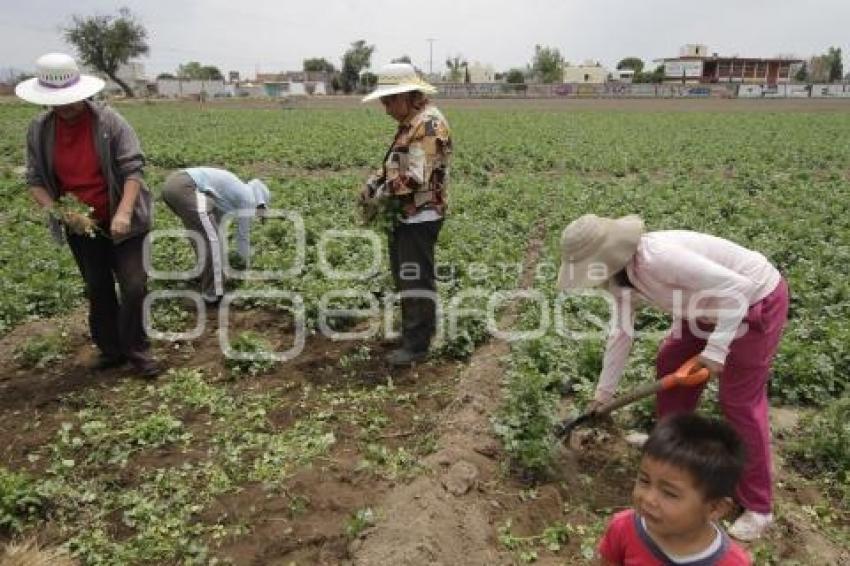 COSECHA DE CILANTRO