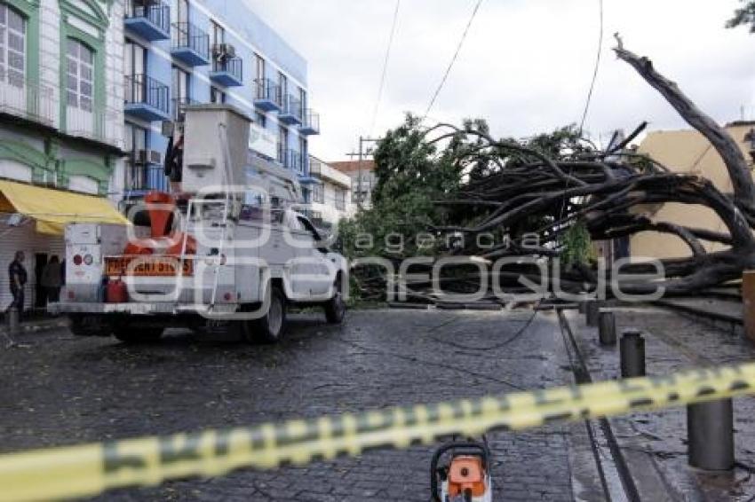 CAE ÁRBOL EN LA 13 NORTE