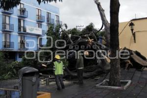 CAE ÁRBOL EN LA 13 NORTE