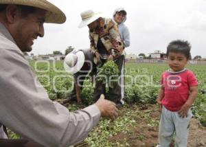 COSECHA DE CILANTRO