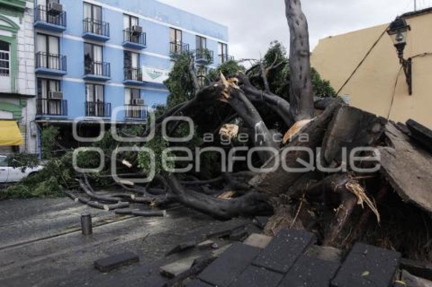 CAE ÁRBOL EN LA 13 NORTE