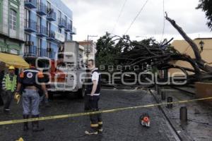 CAE ÁRBOL EN LA 13 NORTE