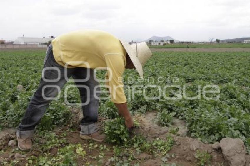 COSECHA DE CILANTRO